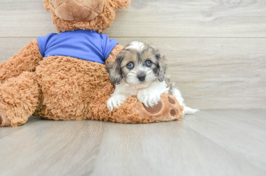 Cockapoo Pup Being Cute