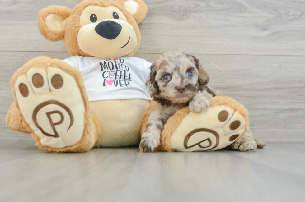 5 week old Cockapoo Puppy For Sale - Premier Pups