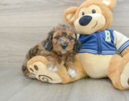 7 week old Cockapoo Puppy For Sale - Premier Pups