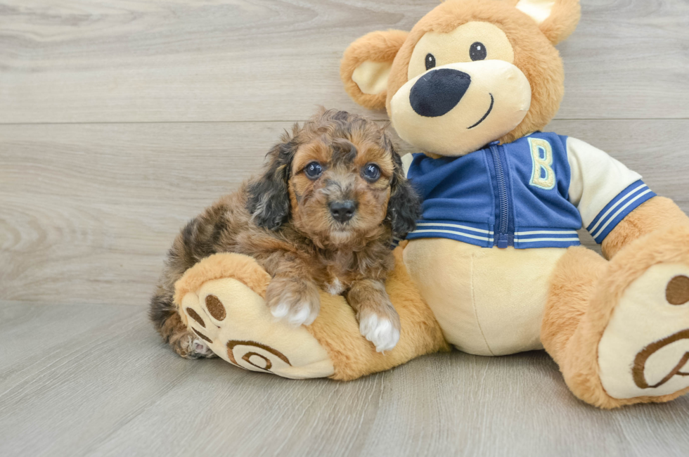 5 week old Cockapoo Puppy For Sale - Premier Pups