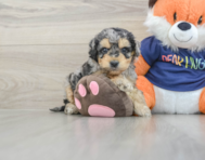 7 week old Cockapoo Puppy For Sale - Premier Pups