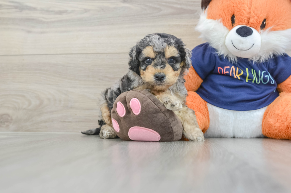 5 week old Cockapoo Puppy For Sale - Premier Pups