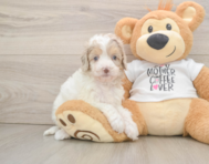 6 week old Cockapoo Puppy For Sale - Premier Pups