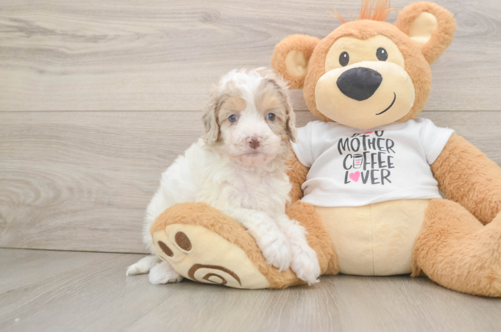 6 week old Cockapoo Puppy For Sale - Premier Pups
