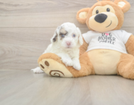5 week old Cockapoo Puppy For Sale - Premier Pups