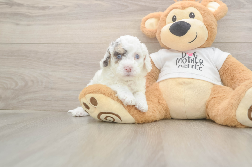 5 week old Cockapoo Puppy For Sale - Premier Pups