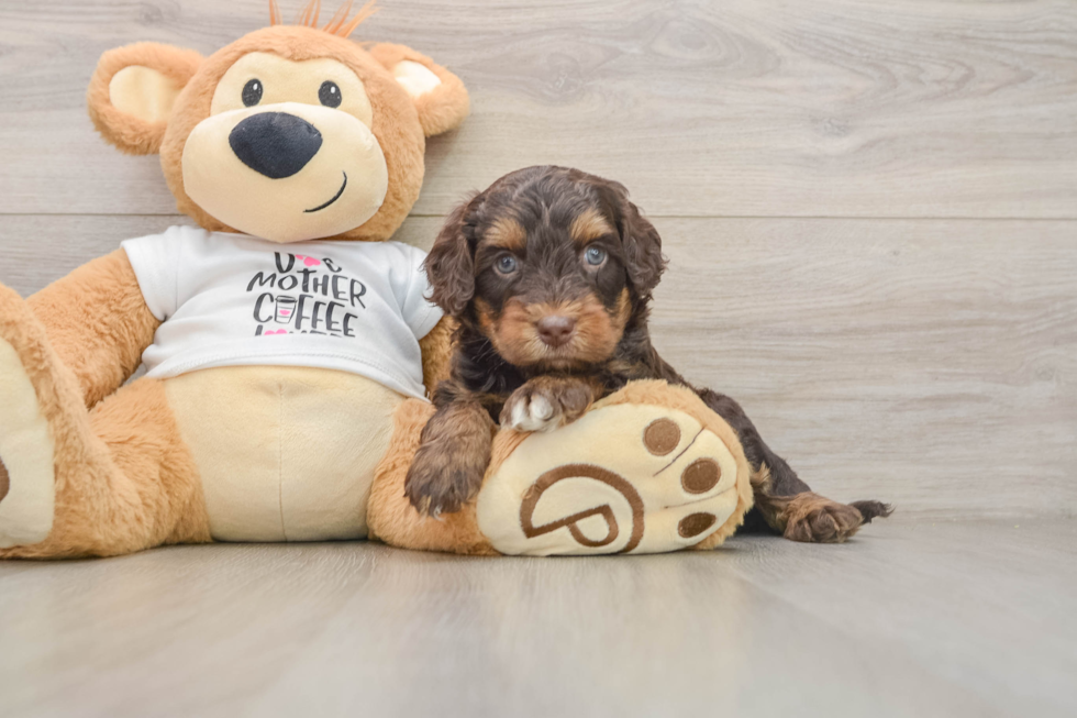 Smart Cockapoo Poodle Mix Pup
