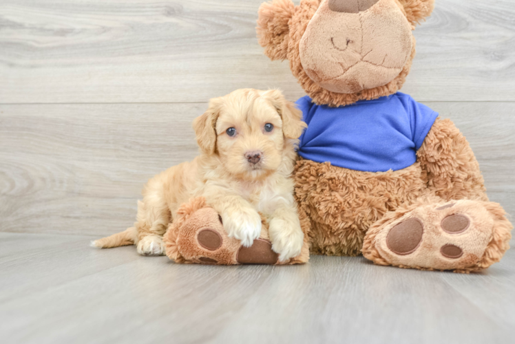 Cockapoo Puppy for Adoption