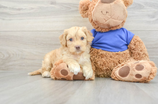 Cockapoo Puppy for Adoption