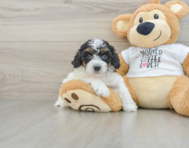 8 week old Cockapoo Puppy For Sale - Premier Pups