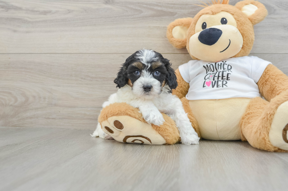 5 week old Cockapoo Puppy For Sale - Premier Pups