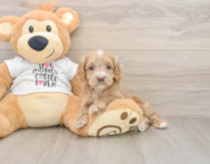 6 week old Cockapoo Puppy For Sale - Premier Pups