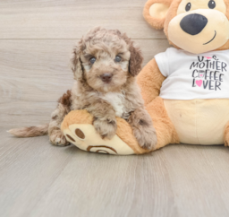 5 week old Cockapoo Puppy For Sale - Premier Pups