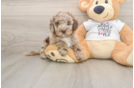 Cockapoo Puppy for Adoption