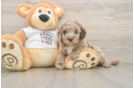 Best Cockapoo Baby