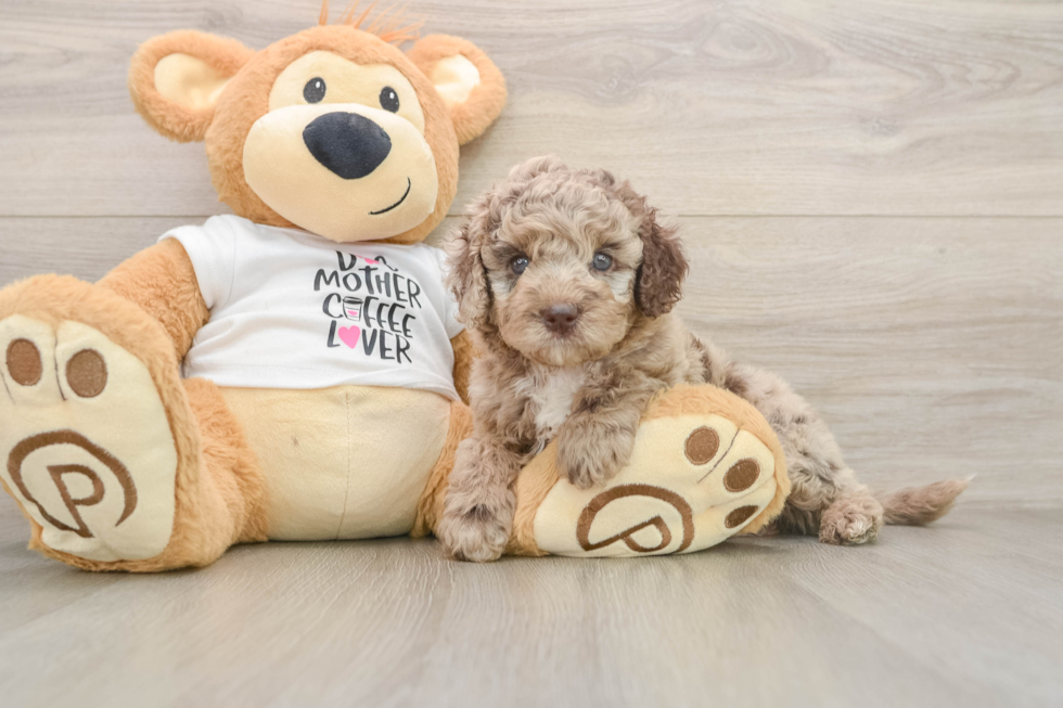 Best Cockapoo Baby