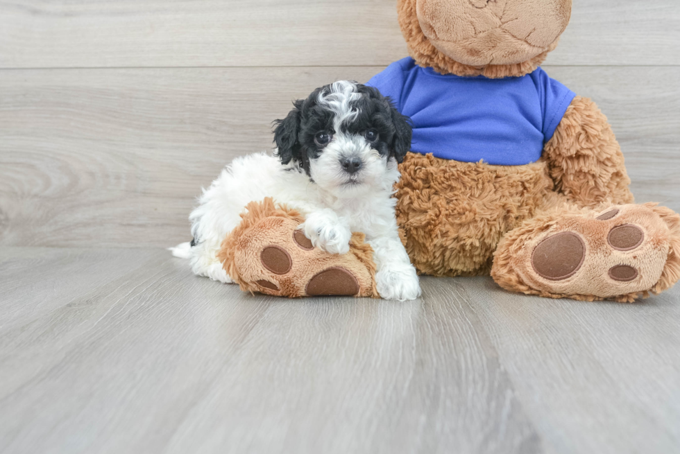 Little Cockerpoo Poodle Mix Puppy