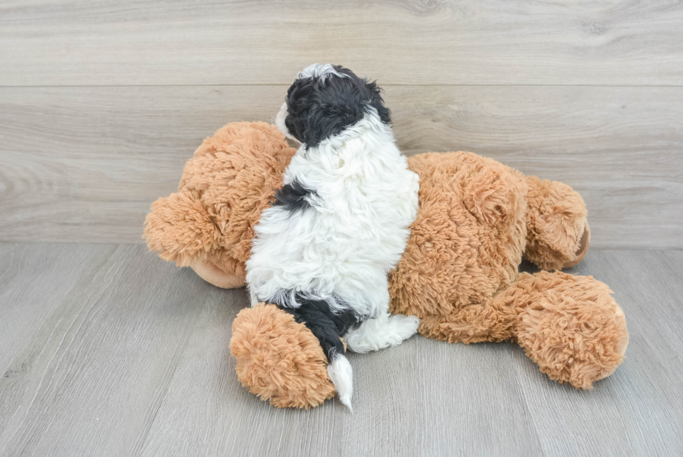 Cockapoo Puppy for Adoption