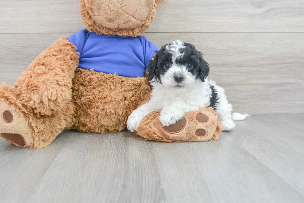 Cockapoo Pup Being Cute