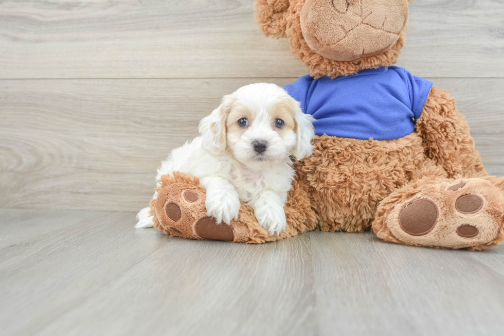 Energetic Cocker Doodle Poodle Mix Puppy