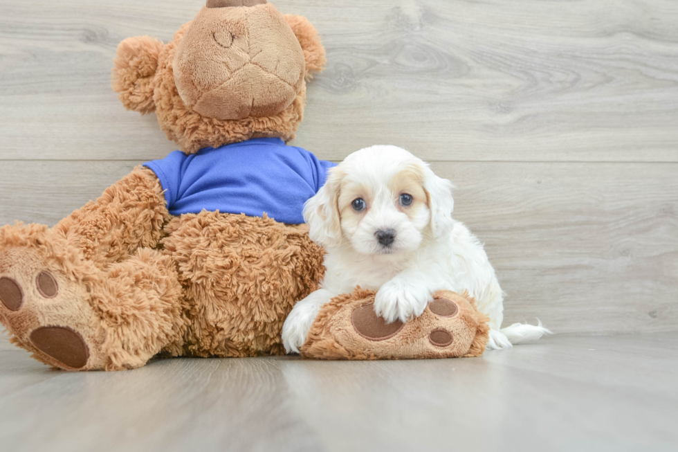 Hypoallergenic Cocker Doodle Poodle Mix Puppy