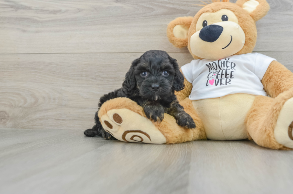 5 week old Cockapoo Puppy For Sale - Premier Pups