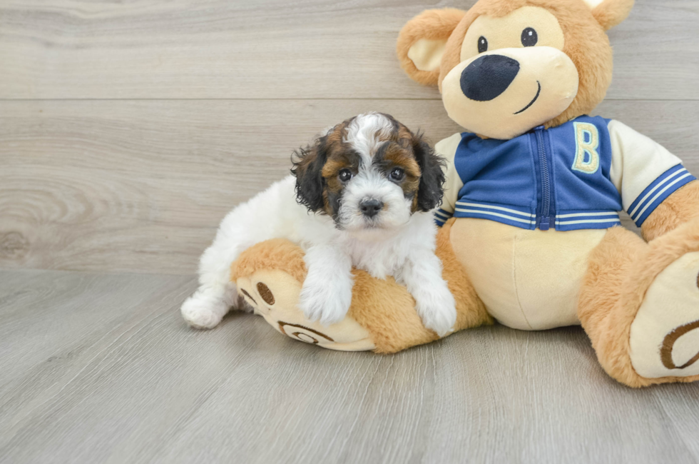 5 week old Cockapoo Puppy For Sale - Premier Pups