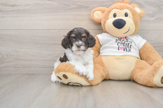 Little Cocker Doodle Poodle Mix Puppy