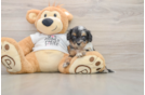 Cockapoo Puppy for Adoption