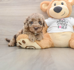 5 week old Cockapoo Puppy For Sale - Premier Pups