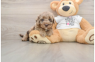 Smart Cockapoo Poodle Mix Pup