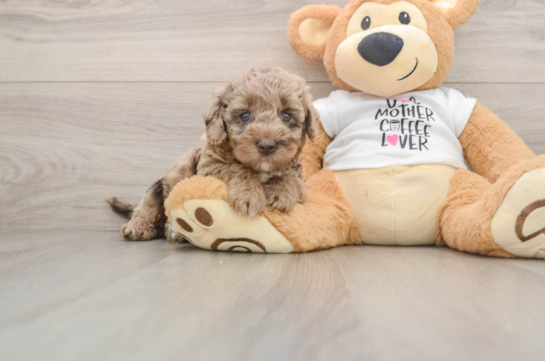 Smart Cockapoo Poodle Mix Pup