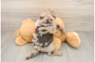 Cockapoo Puppy for Adoption