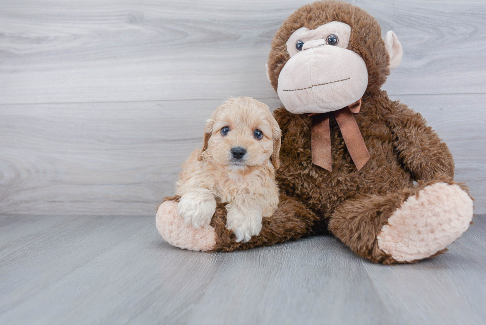 Popular Cockapoo Poodle Mix Pup