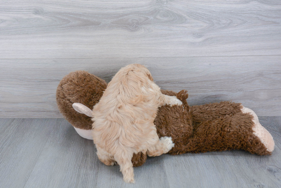 Funny Cockapoo Poodle Mix Pup