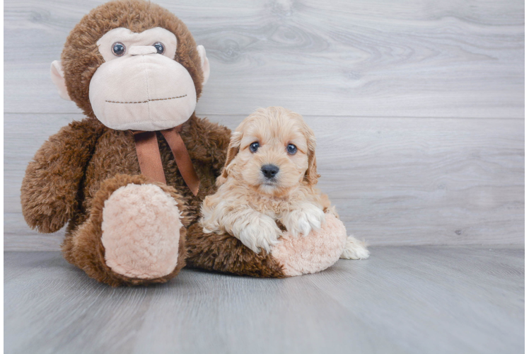 Cockapoo Pup Being Cute