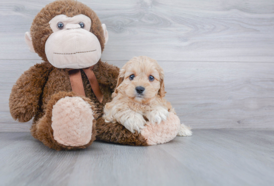 Cockapoo Pup Being Cute