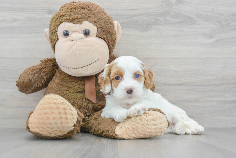 Cockapoo Pup Being Cute