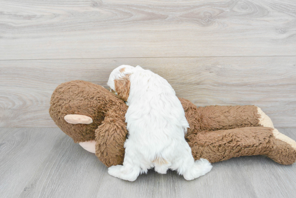 Best Cockapoo Baby