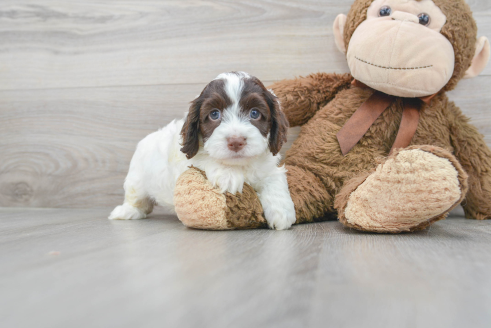 Happy Cockapoo Baby