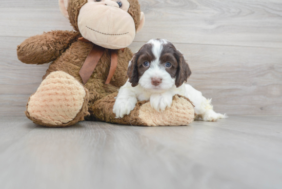 Cockapoo Puppy for Adoption