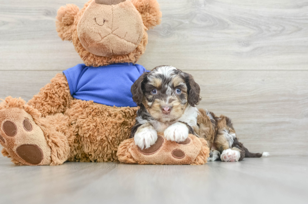 7 week old Cockapoo Puppy For Sale - Premier Pups