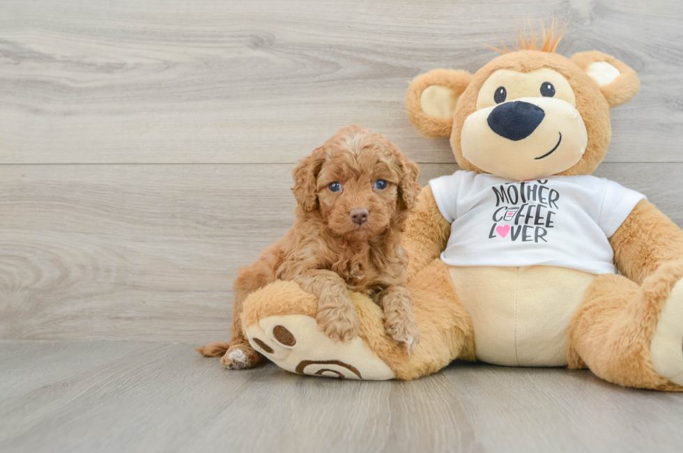 5 week old Cockapoo Puppy For Sale - Premier Pups