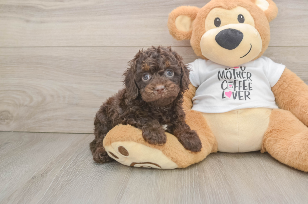 6 week old Cockapoo Puppy For Sale - Premier Pups