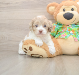 5 week old Cockapoo Puppy For Sale - Premier Pups