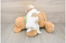Best Cockapoo Baby