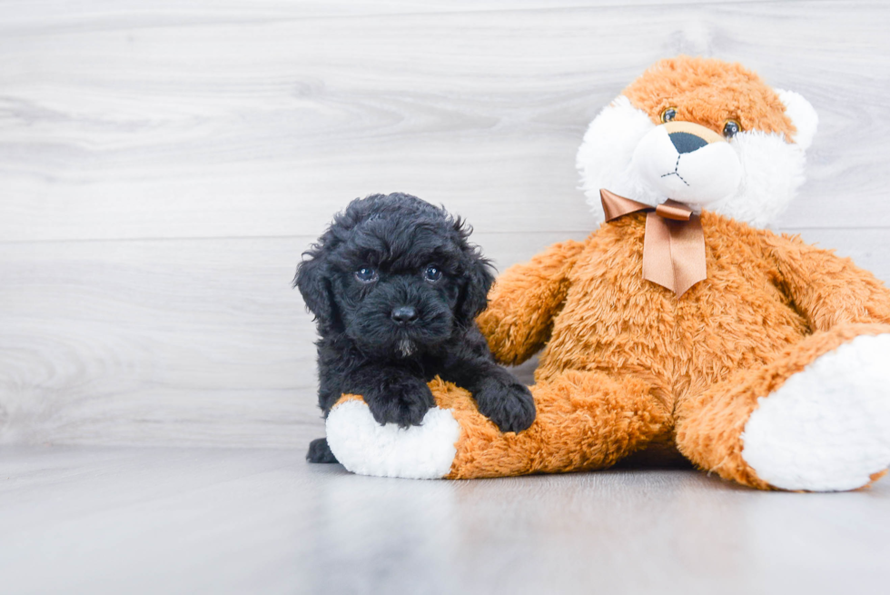 Funny Cockapoo Poodle Mix Pup