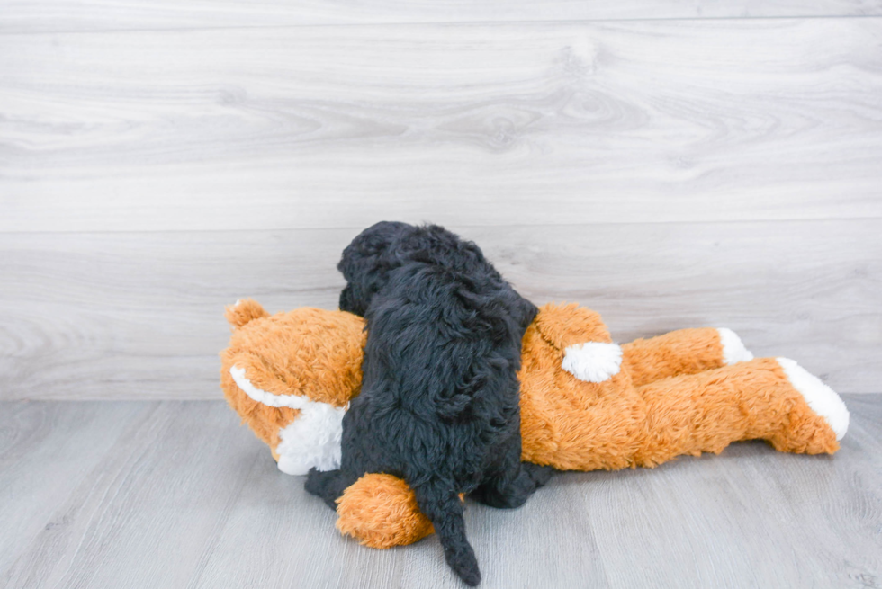 Cockapoo Pup Being Cute