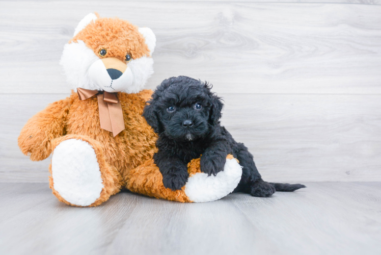 Cockapoo Pup Being Cute