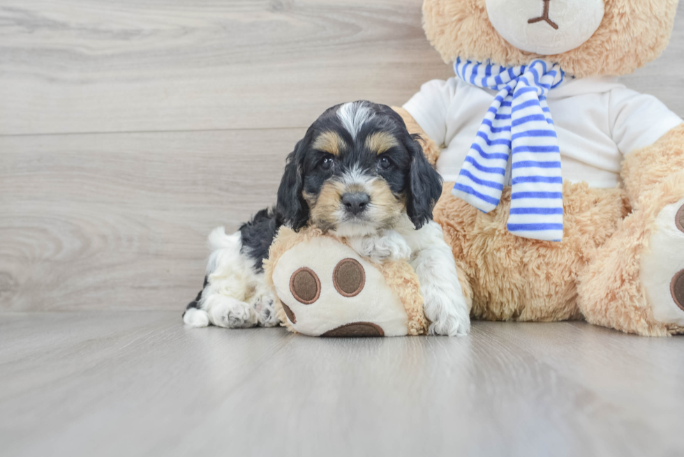 Friendly Cockapoo Baby